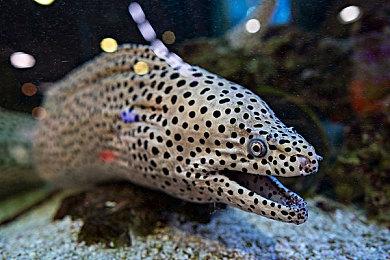 动漫风格类银河恶魔城动作冒险游戏《猩红之城的恶魔》正式推出获好评