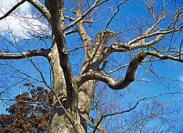 诚哥复活了！经典校园恋爱作品《日在校园》将推出复刻版