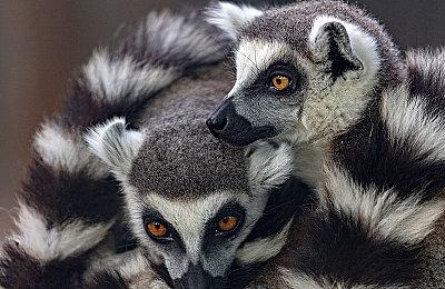 索尼发布会汇总：忍龙、仁王3、卡普空萝莉等众星云集！