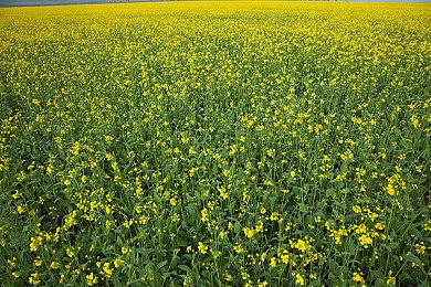 《博德之门3》的演员们创建的小恶魔被实装到了MOD中